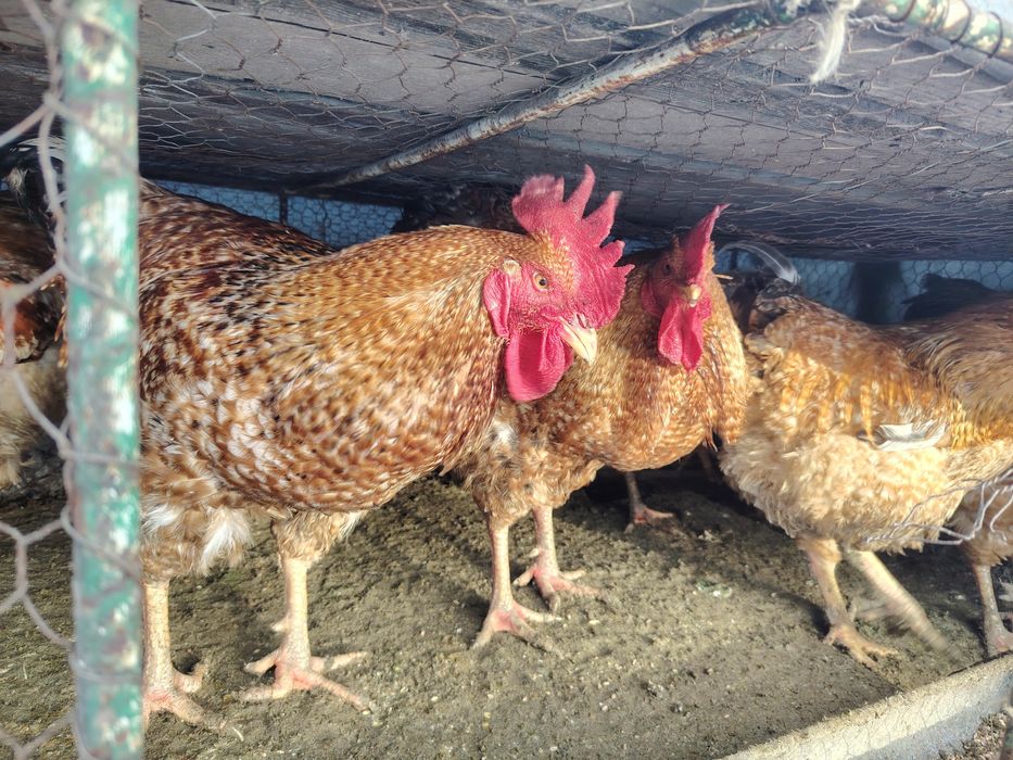 Vand cocoși rasă mixtă