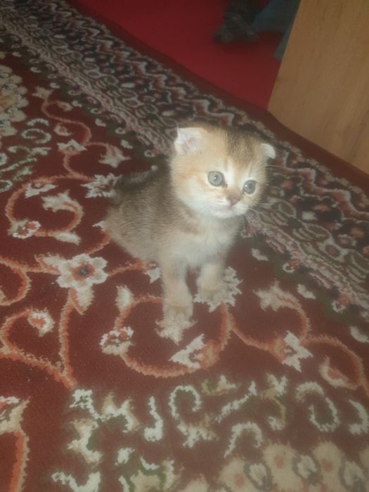 Kowki zotli muwuv bolasi