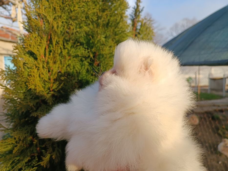 Померан/Померани