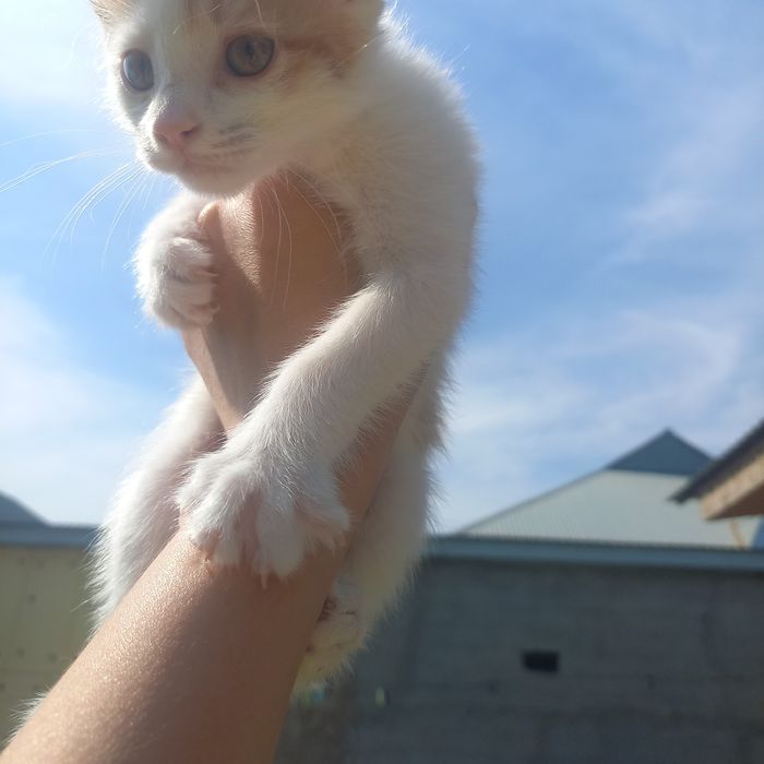Котёнок девочка 1,5 месяцев