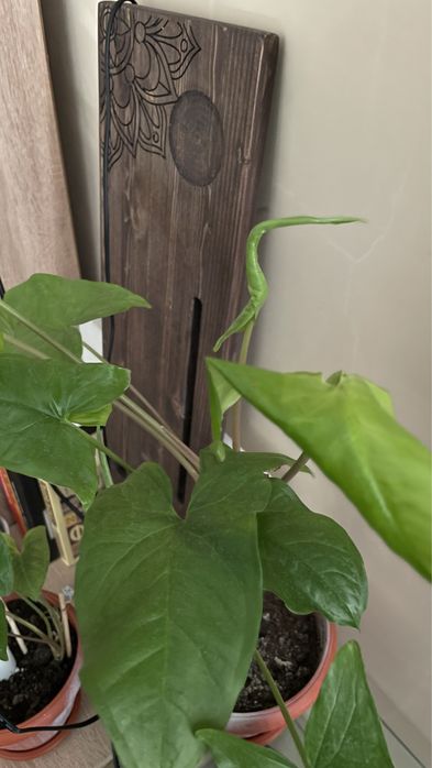 Растения 3 горшка