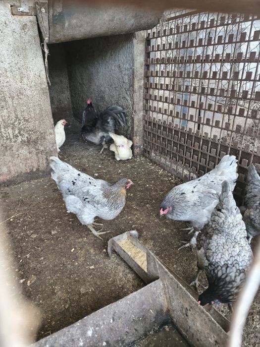 Vând 4 găini australorp albastru