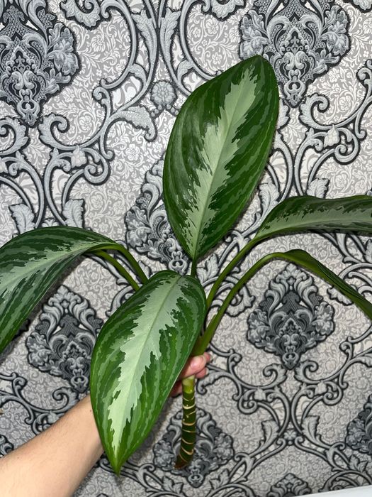 Аглаонема, драцена