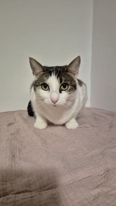 Greta pisica care cauta oameni