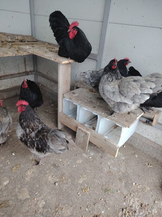 Vând ouă gaina  Australorp albastru și negru. Pentru incubat