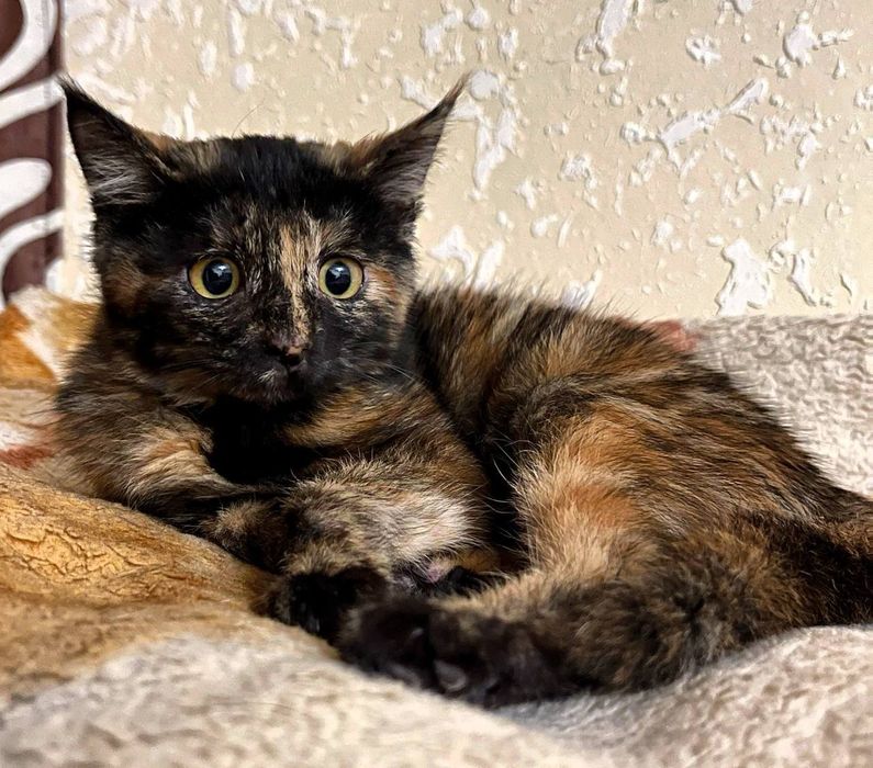 Пристройство животных