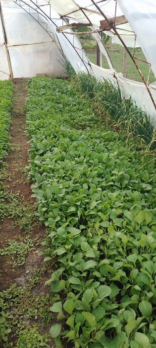 Продавам разсад на едро