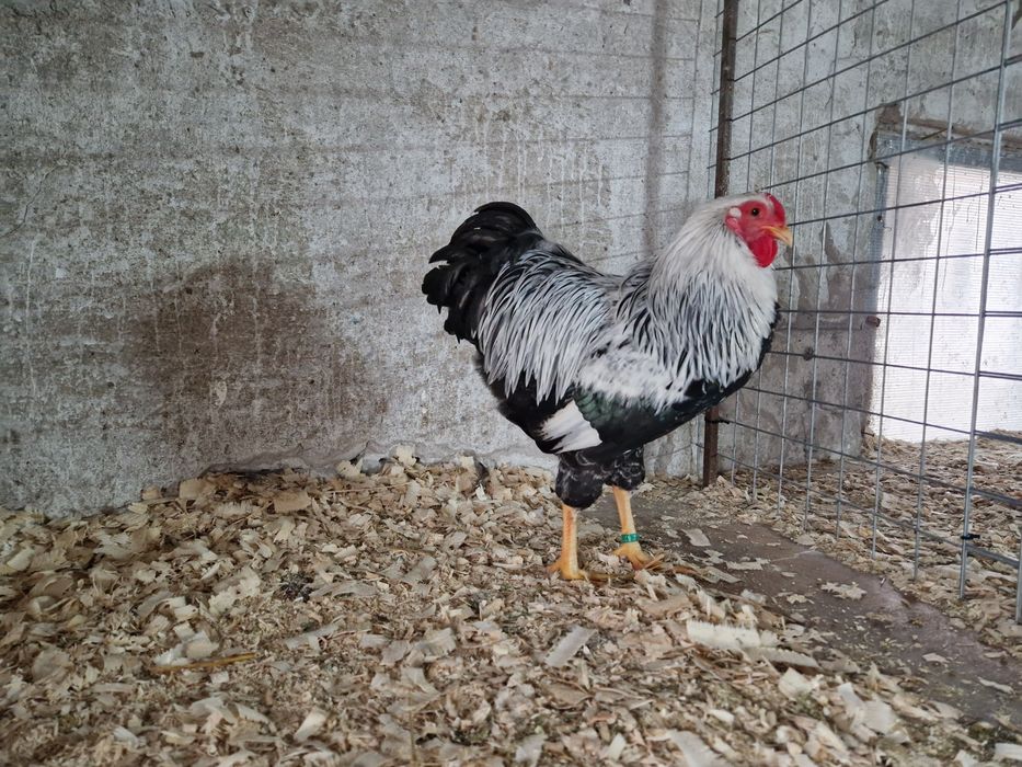 Wyandotte pitic argintiu cu benzi duble