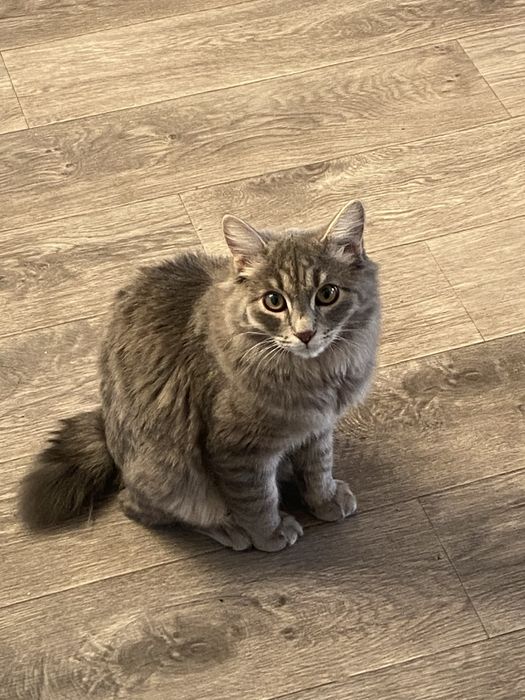 Красивый и умный кот