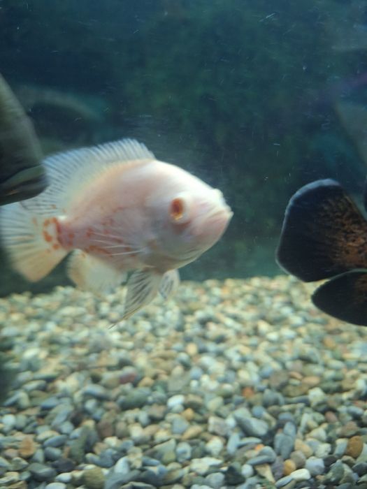 Астранатус сатылады