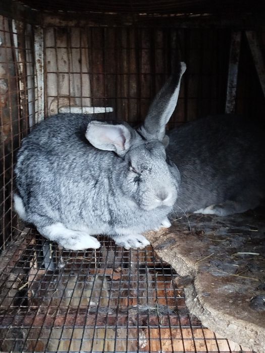 Продам кроликов крупных