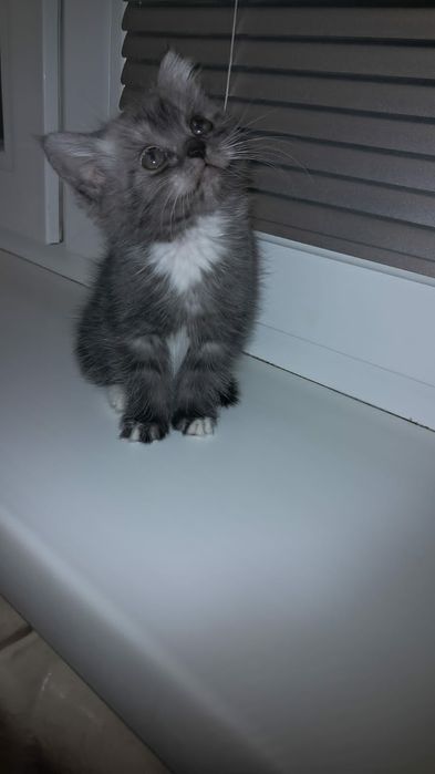 Отдам котёнка девочку 2 мес бесплатно