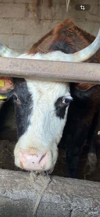 Сиыр сатылады, корова , крс