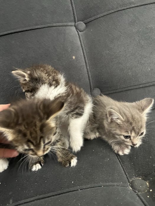 котята в хорошие руки