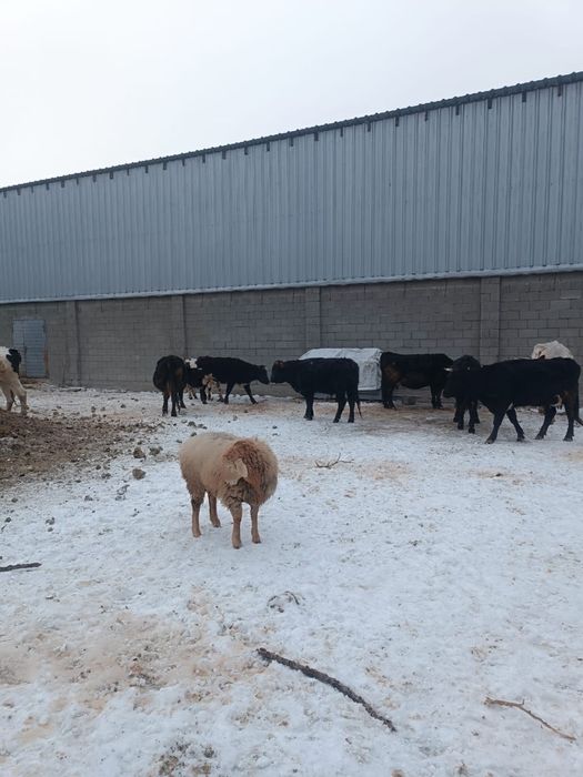 бұзаулы сиырлар.