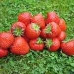 Stolonii de capsuni FRIGO pot fi plantati pana in luna august!