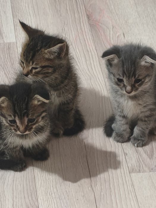 Отдам котят в добрые руки