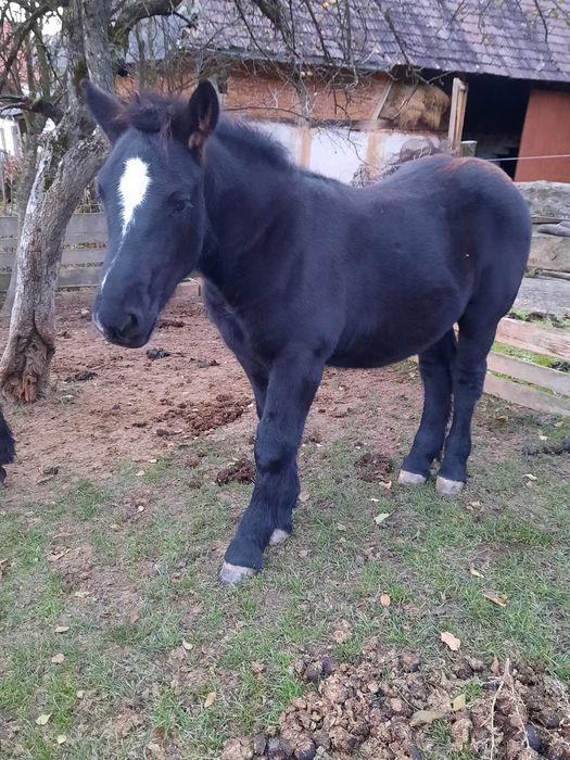 Vând mânz de 3 luni