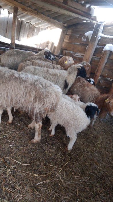 Овцы с ягнятами.