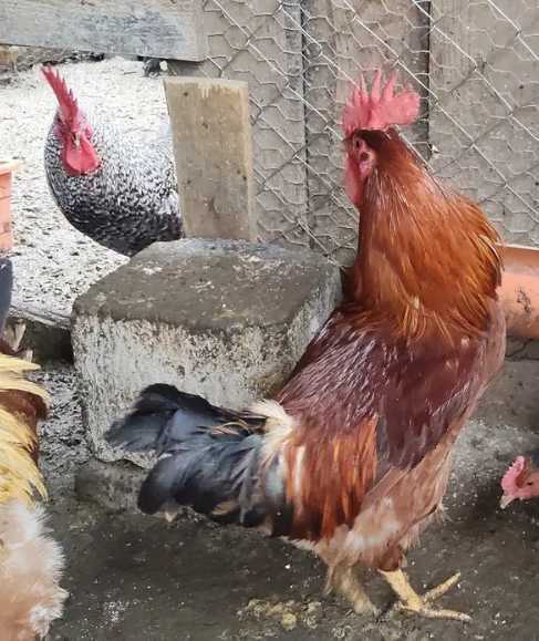 Cocosi tineri crescuti la curte