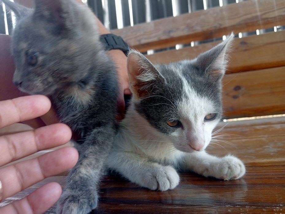 Котята бесплатно