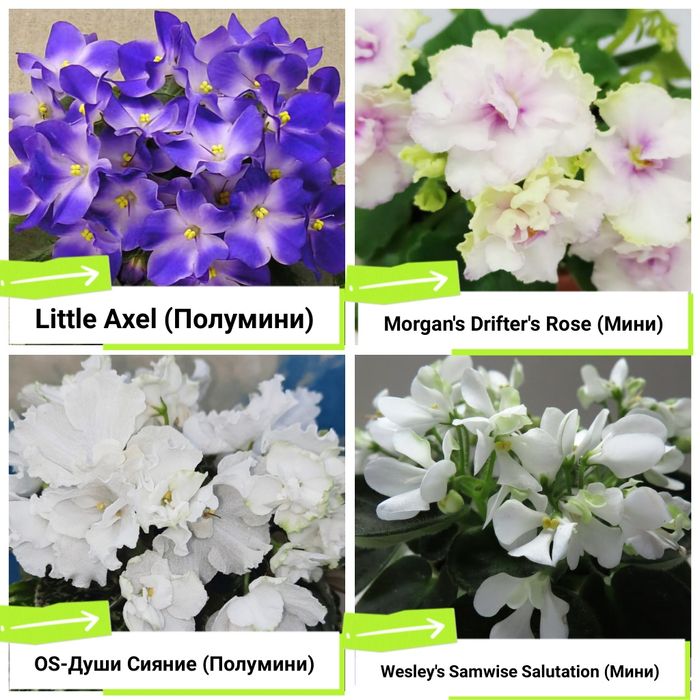 Фиалки сортовые продам