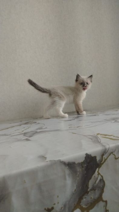 Отдам котят бесплатно