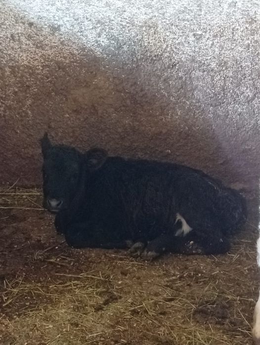 Продам тёлак срочно