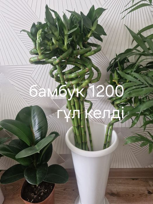 Бөлме гұлдері Актау