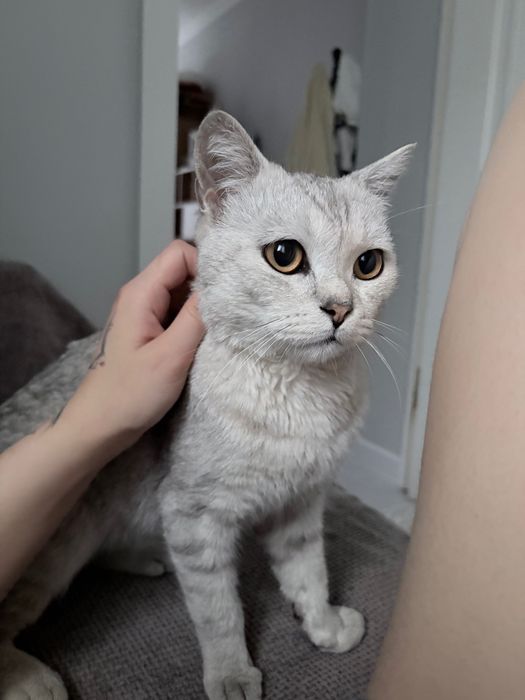 кот мальчик шиншилла