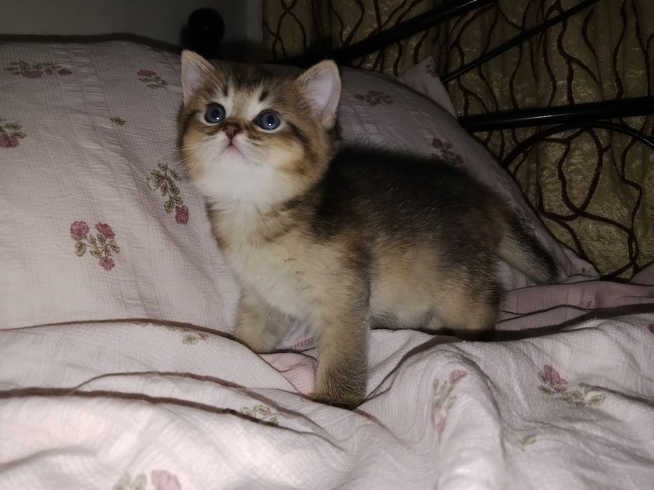 Девочка золотая Шиншила