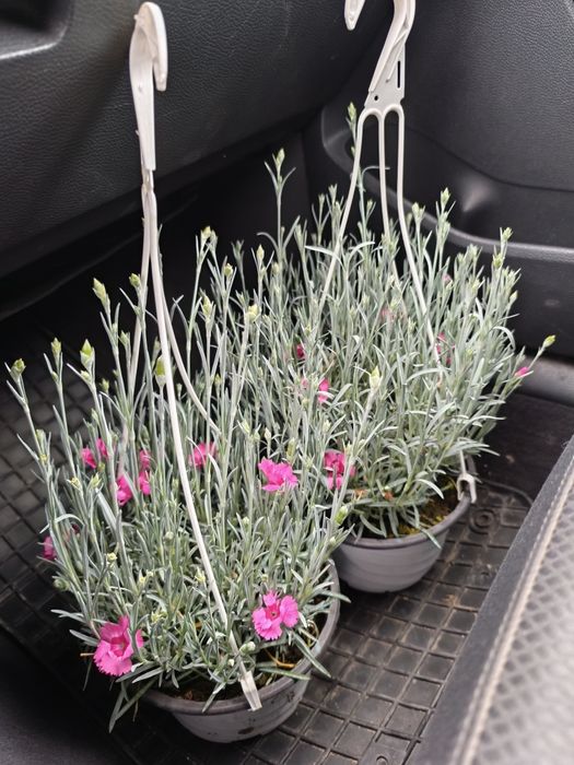 Garofițe responsabile pentru Dumneavoastră!