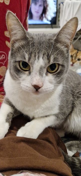 Помогите Пропал Кот