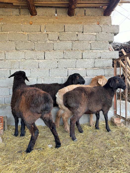 Кой, Токты, Қой, Тоқты семіз 2 дана калды