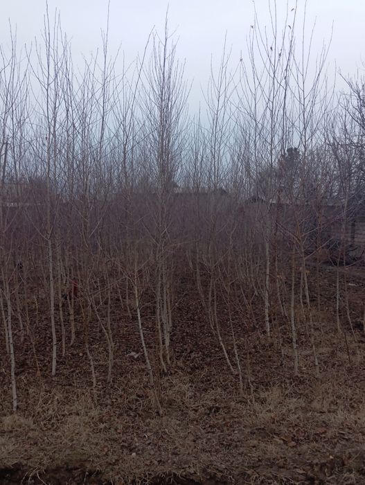 Продаётся российская берёза