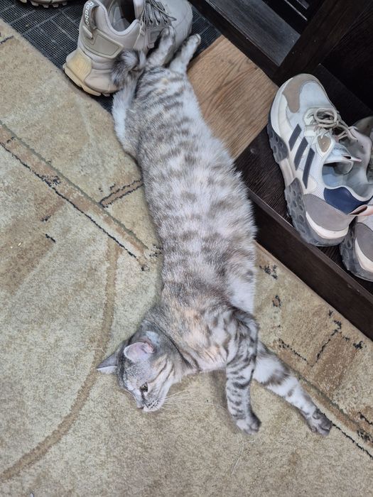 Кошка в добрые руки