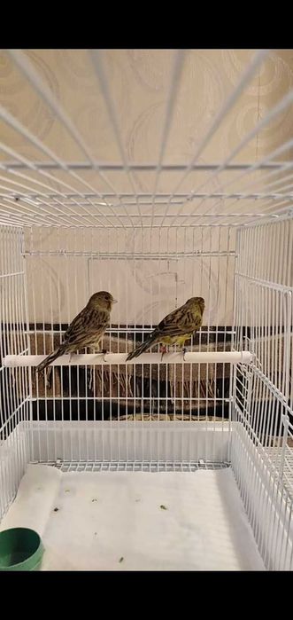 Канарейки самки годовалые