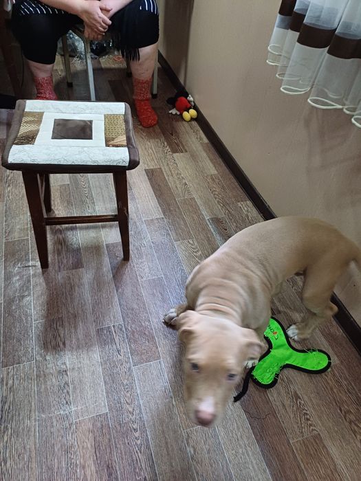 Продаётся собака