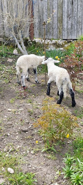 Vand 3 miei    de câteva zile