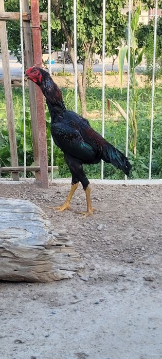 Немецкий о шамо 100%