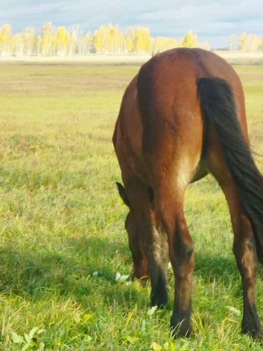 Продам жеребца хорошего