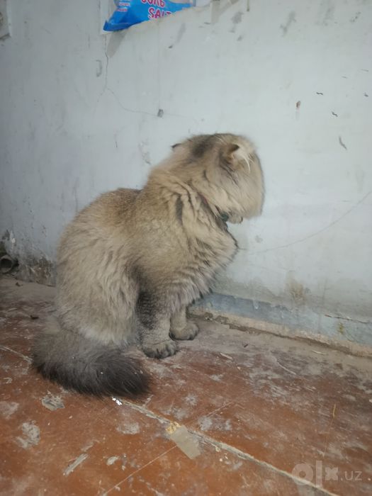 Scottish fold Longhair