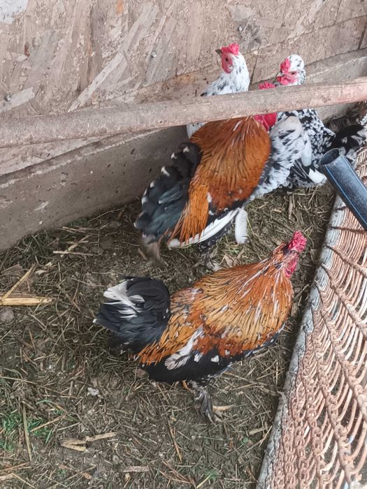 Cocoșei pitici de vanzare