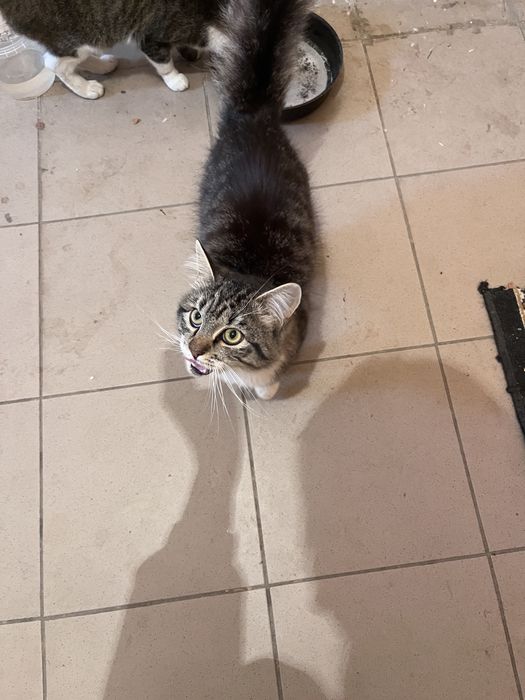 Кот мальчик 8 месяцев