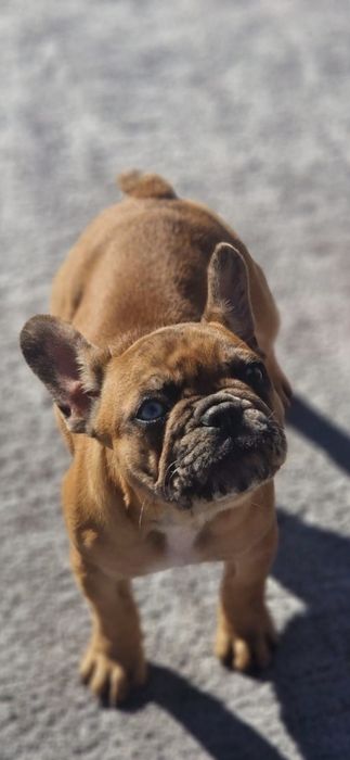 Femela Buldog Francez 6 luni