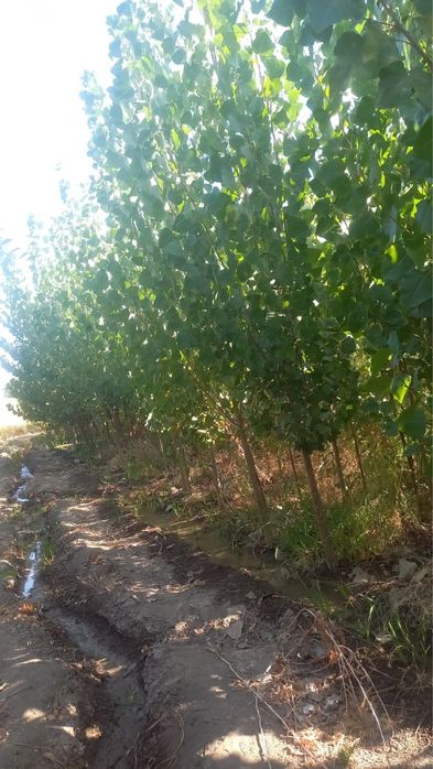 Саженцы көшет ағаш карагаш терек