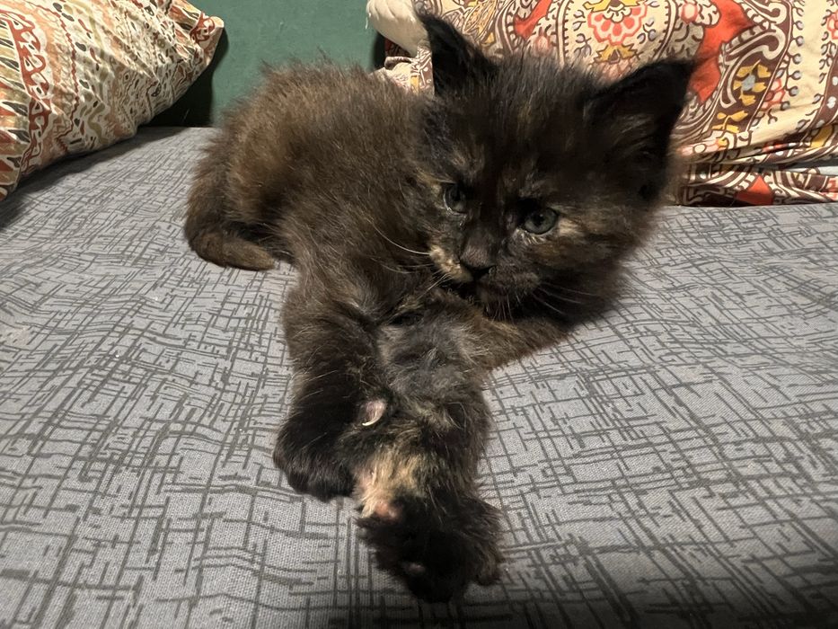 Котенок Мейн кун