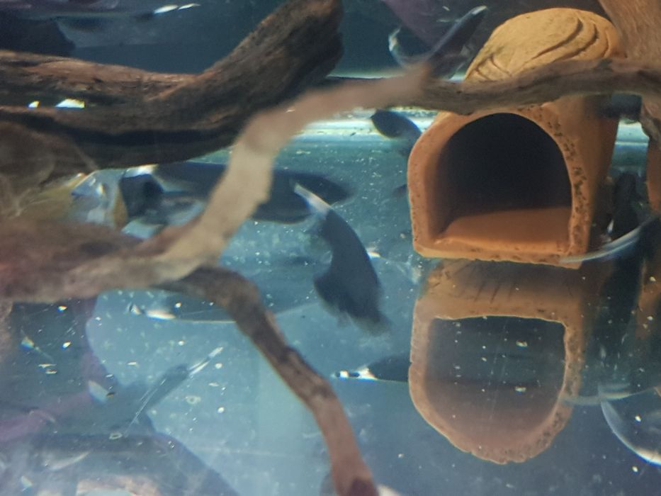 Продам рыб Чёрный принц(Чёрный нож)