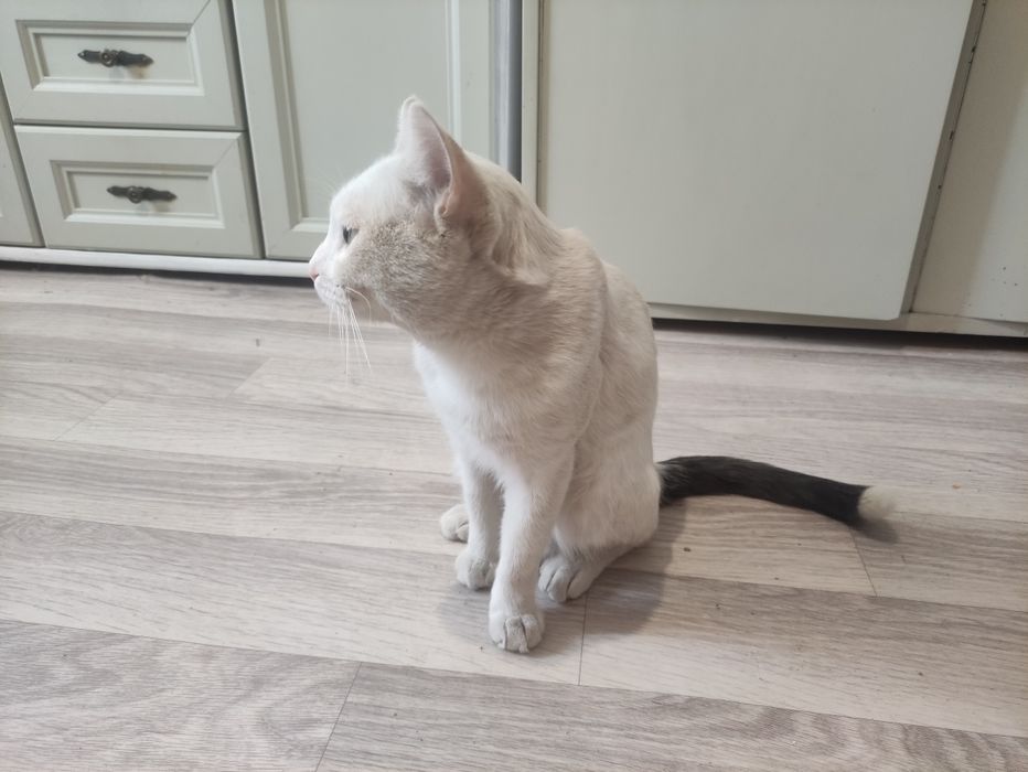Отдам даром кота