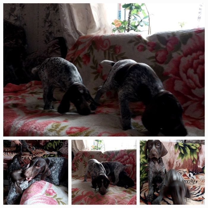 Охотники Курцхаар